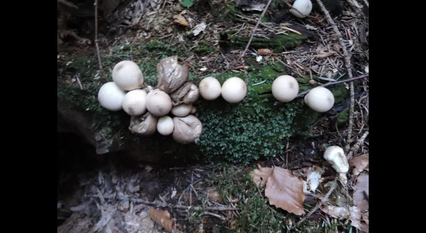 Découverte des champignons en forêt