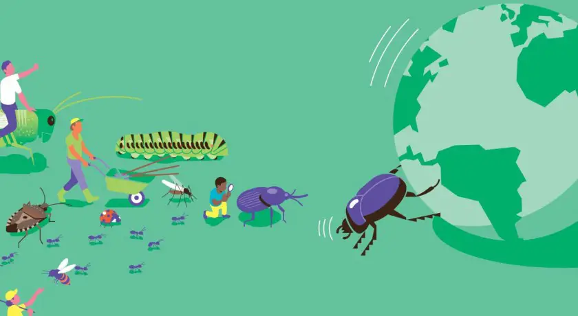 Exposition au foyer rural de concots: les insectes au secours de la planète