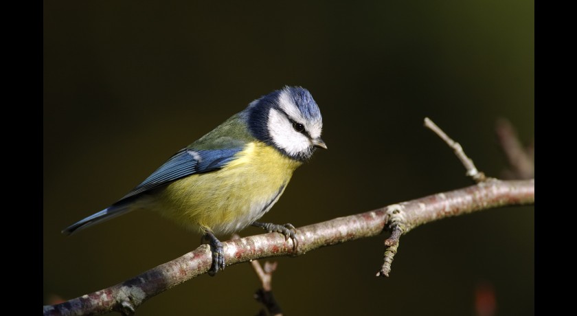 Formation aux oiseaux des jardins : découverte des oiseaux à la mangeoire - 1/2 journée