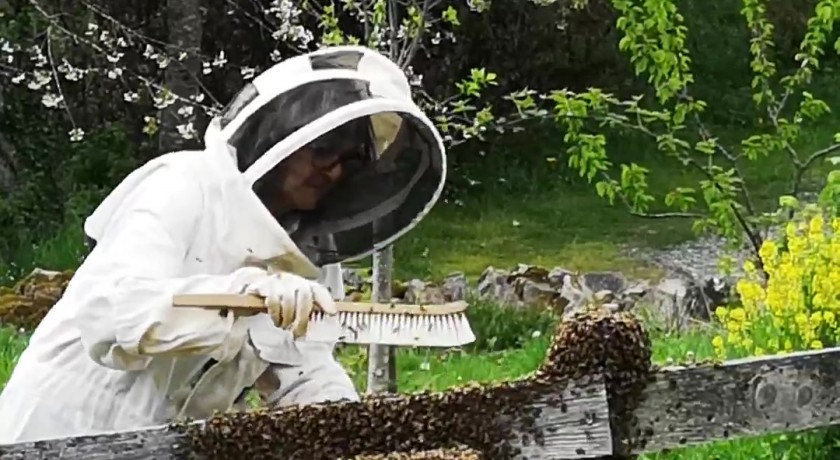 L'abeille sentinelle de l'environnement