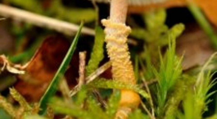 Les champignons et les lichens