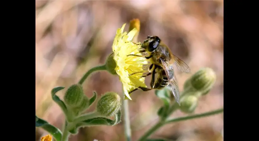 Mission paparazzi, spÉcialitÉ pollinisateurs