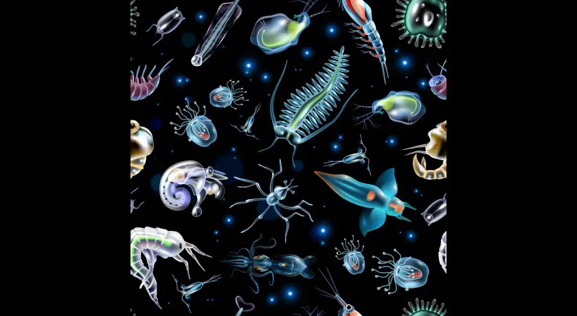 Visite animée de l’exposition "au cœur du plancton"