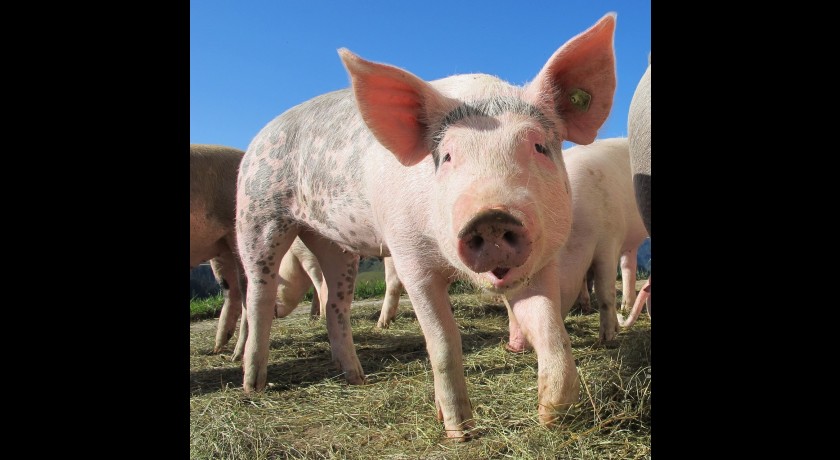 Visite de ferme, polyculture et élevage porcin en agriculture biologique à azé
