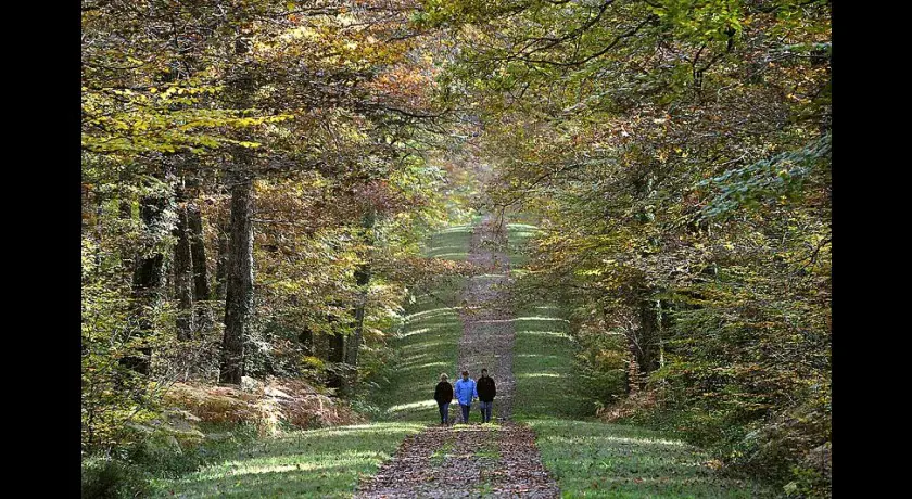 Visite guidée - balade d'automne en forêt de loches