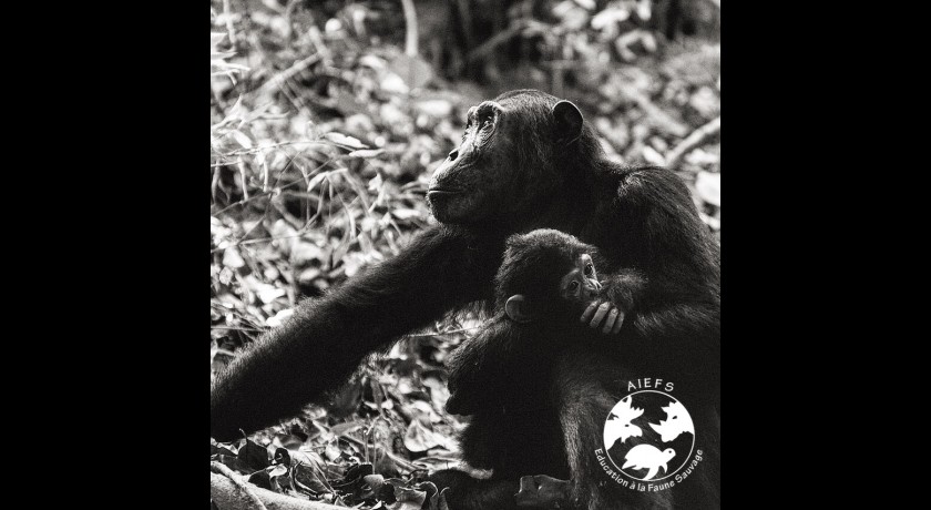 ASSOCIATION INTERNATIONALE POUR L'ÉDUCATION À LA FAUNE SAUVAGE (AIEFS)