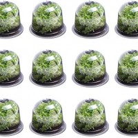 Lot de 12 cloches à salade ID Market : Protection optimale pour vos plants avec aérateurs réglables