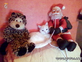 Photo Poupette Vous Souhaite Un Joyeux Noel Photos Animaux De Compagnie Photo Poupette Vous Souhaite Un Joyeux Noel Photos Animaux De Compagnie