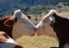 photo L'amour vache