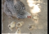 photo Poussins et maman poule