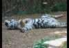 Photo Tigre se prélassant