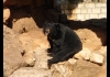 Photo Un ours mal léché