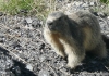 Photo une marmotte