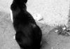 Photo Chat noir et blanc