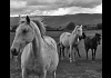 Photo Chevaux en liberté dans le Lubéron