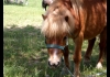 Photo un poney roux