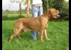 photo Champion A-Tchok Nostalgie de France, Dogue de Bordeaux