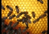 photo Abeilles sur alvéoles de cire