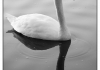 photo Cygne