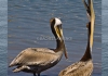 Photo Pelicans à Santa Barbara Californie