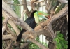 Photo toucan