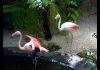 photo Une autre photo des flamants roses