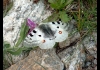 photo Papillon des Alpes