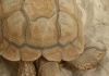 Photo une tortue du Sahel