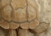 photo une tortue du Sahel