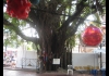 Photo Arbre sacré