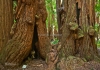 photo Des troncs de Séquoias, Muir Wood, près de San Francisco, Californie