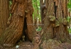 Photo Des troncs de Séquoias, Muir Wood, près de San Francisco, Californie