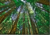 photo Forêt de Sequoias géants à Muir Wood, quelques miles au Nord de SF