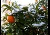 Photo Les orangers sous la neige