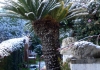 Photo Palmier sous le neige