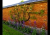 Photo Poirier du potager du Château d'Acquigny