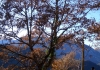 Photo Un chêne en automne