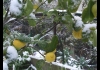 Photo Un citronnier sous la neige
