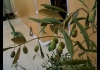 Photo Un rameau d'olivier