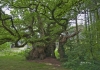 Photo Vieux chêne de 1500 ans