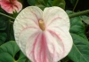 Photo Anthurium