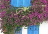 Photo Bougainvillier