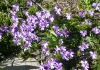 Photo fleurs de montagne