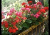 Photo Géraniums roses et rouges