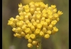 photo Hélichryse italienne - Immortelle | Huile essentielle bio