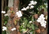 Photo Les orchidées blanches