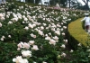 Photo Les roses à la villa Ephrussi de Rothschild