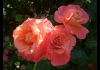 Photo trois belles roses