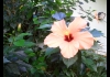 Photo Un bel hibiscus