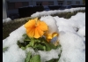 Photo Une fleur dans la neige